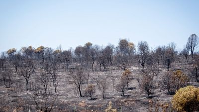 Dos incendios en la Comunidad de Madrid se unen y arrasan más de 6.000 hectáreas