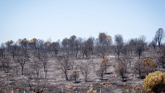 El fuego en Madrid y �vila avanza sin control y obliga a desalojar a 20.000 personas