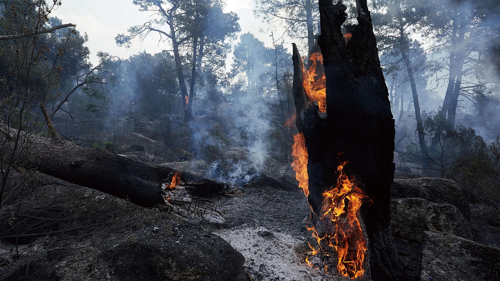 Troncos de árbol en llamas y cubiertos de ceniza en un bosque devastado por un incendio. El humo se eleva entre los árboles, creando una atmósfera sombría.