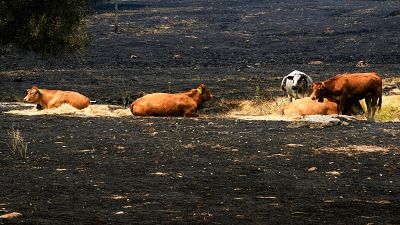 Las llamas del incendio de Burgohondo consumen también el alimento de los animales