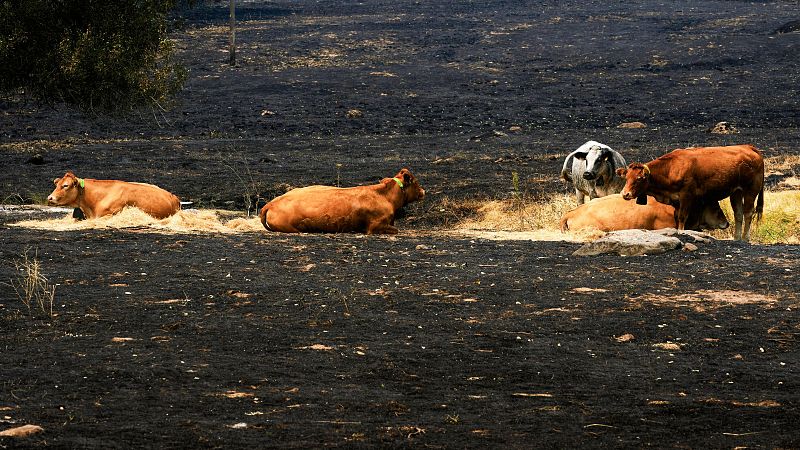 El incendio de Burgohondo consume también el alimento de los animales - Telediario 1 | Ver