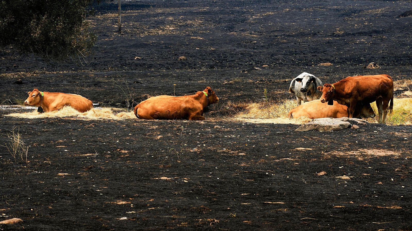 Los afectados por los incendios ya pueden reclamar compensaciones a sus aseguradoras - Telediario 2 | Ver