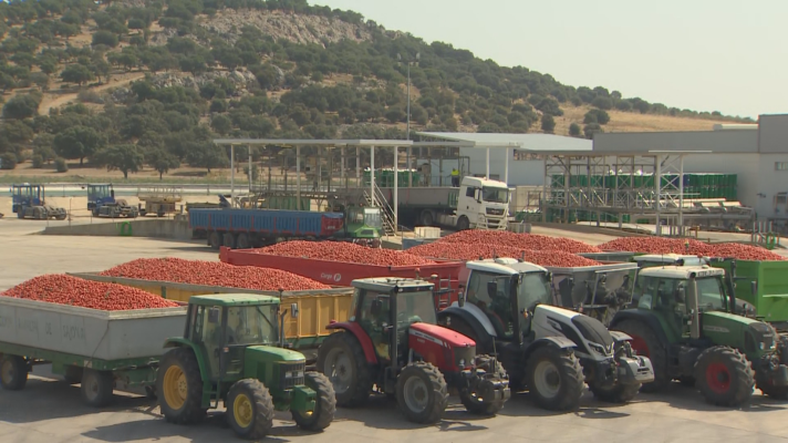 Noticias de Extremadura - Arranca la campaña del tomate en Extremadura