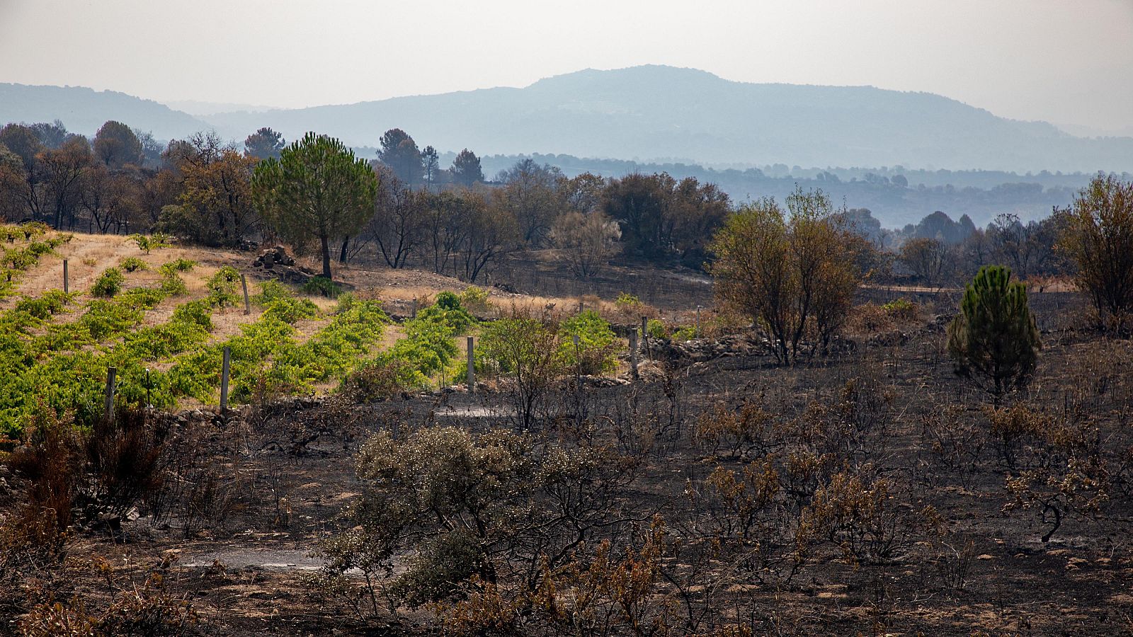 La bajada de temperaturas ha dado una tregua en la lucha contra los incendios en Ávila - Informativo 24h | Ver