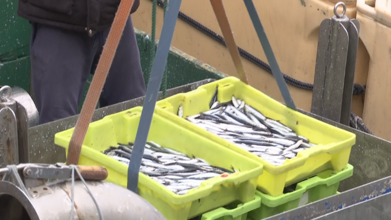 La anchoa del Cantábrico goza de buena salud, según el instituto Azti | RTVE Play - Ver ahora