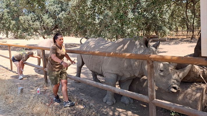 Telediario 1 - Safari Madrid reabre sus puertas después de que las llamas se quedasen a solo 500 metros
