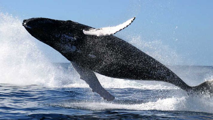 Grandes documentales - Gigantes del mar: Grandes pensadore