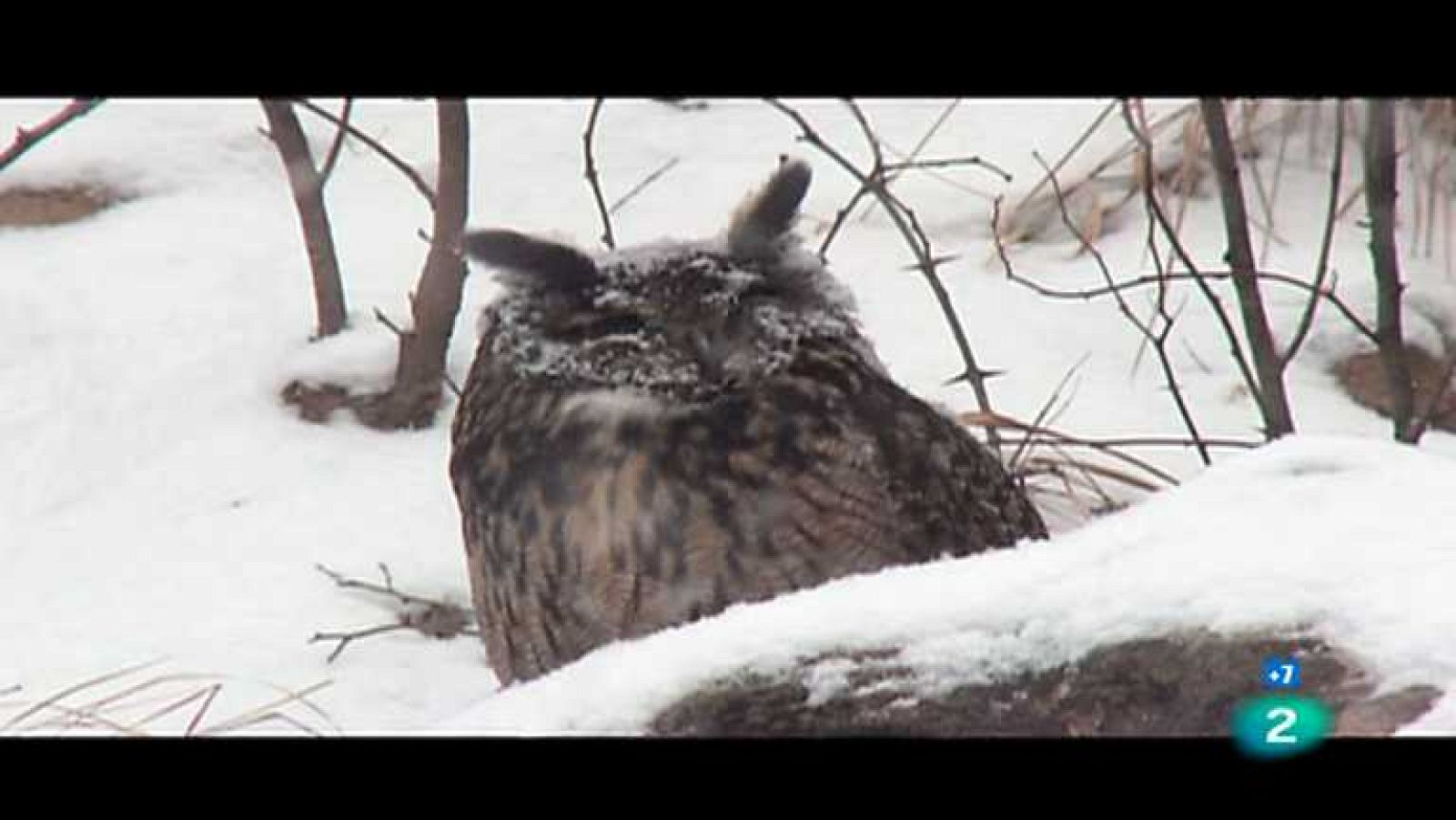 Grandes documentales - El Búho Real  - Ver ahora