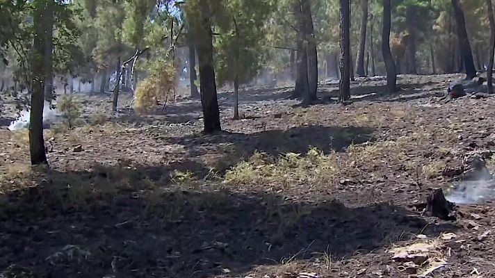 Noticias de Castilla y León - Tras la huella del incendio de Burgohondo