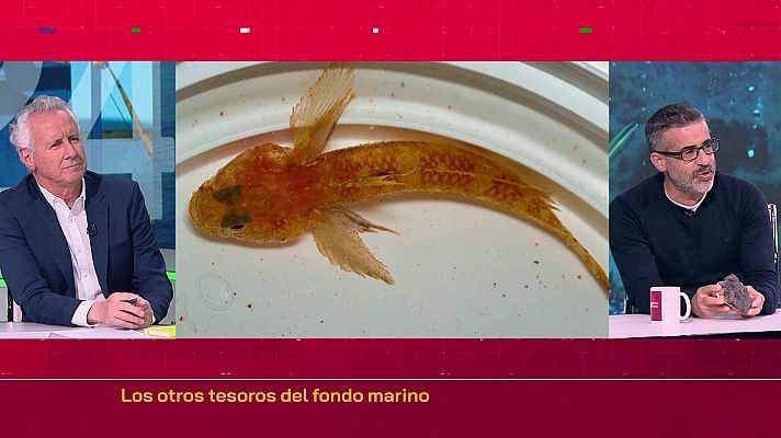 Objetivo Planeta - Los otros 'tesoros' del fondo marino