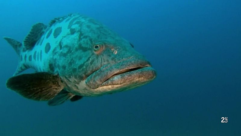 Grans Documentals - Mars Suprems: Els Oceans - Veure ara