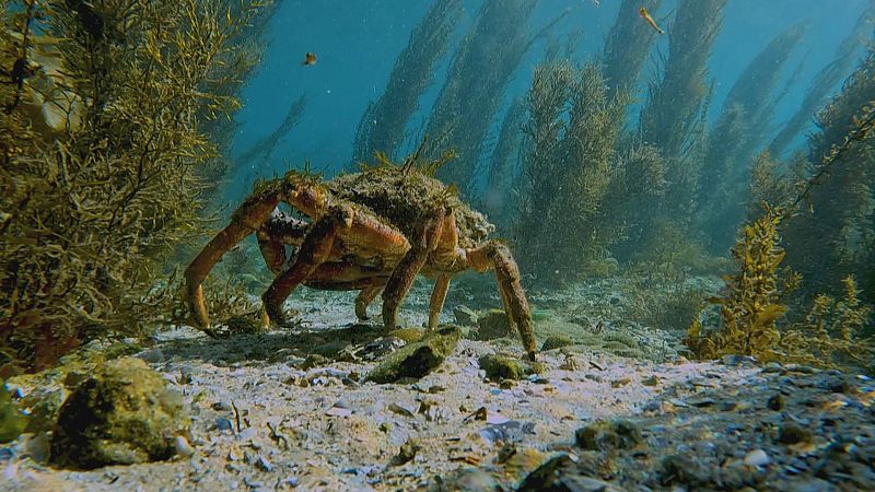 Un visor á vida submarina da ría de Vigo