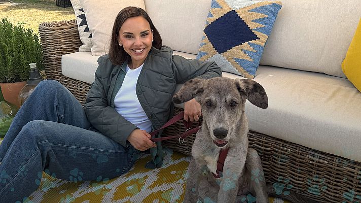 Dog House - Programa 3