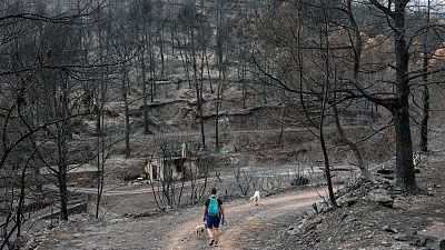 Paisaje post-incendio con una persona y dos perros transitando un camino, rodeados de �rboles y edificaciones calcinadas.