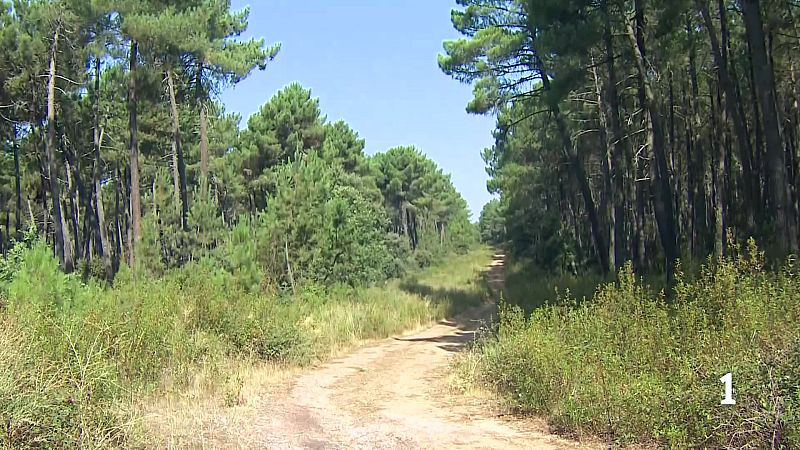 Los vecinos de Tola de Aliste denuncian el abandono en el que se encuentran los cortafuegos de sus terrenos forestales.