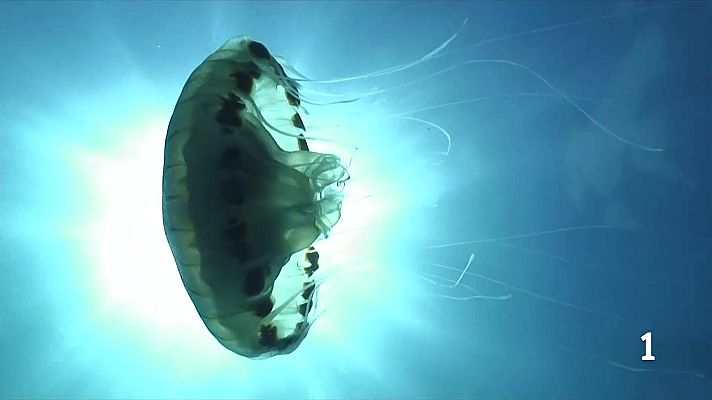 L'Informatiu - Un estiu sense meduses per l'elevada temperatura de l'aigua