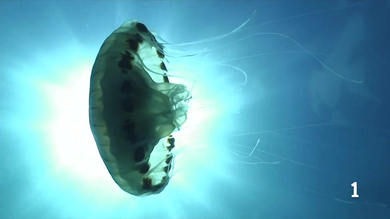 Un estiu sense meduses per l'elevada temperatura de l'aigua