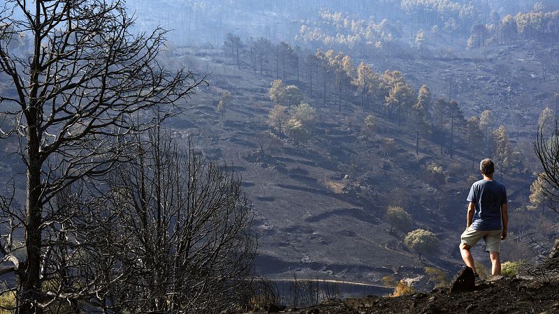 El incendio de Burgohondo está estable y sin llama - Noticias de Castilla y León | Ver