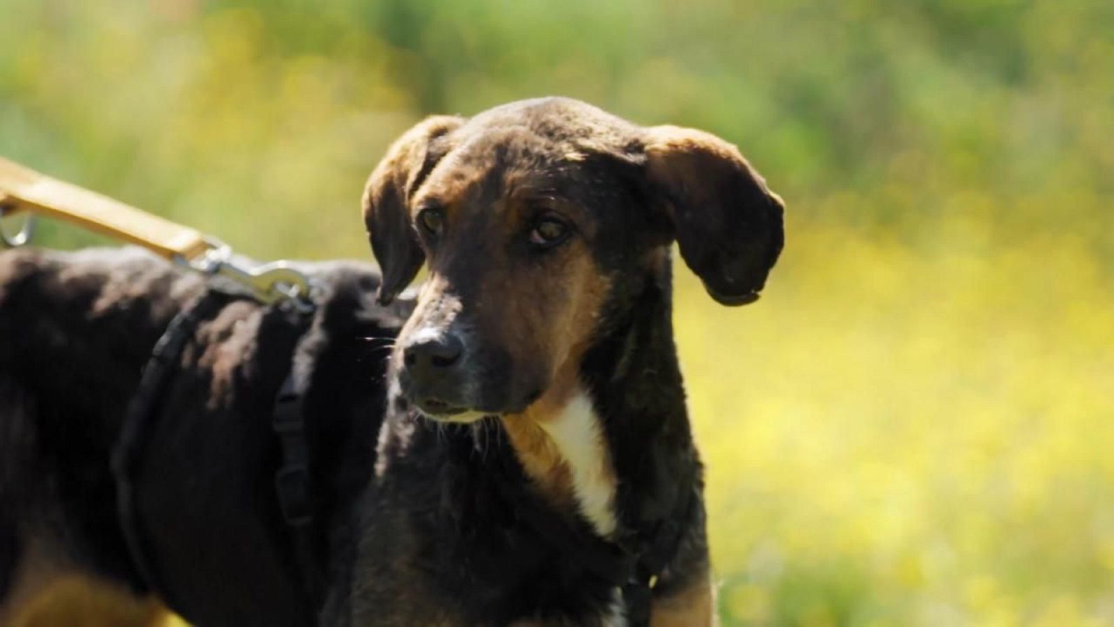 La historia del Síndrome de Noe que emociona en 'Dog House' - Dog House | Ver