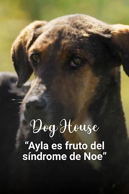 Dog House - Gemma, Merche y Arena: “Ayla es fruto de un síndrome de Noe”
