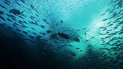 Mars Suprems: La migració de les sardines