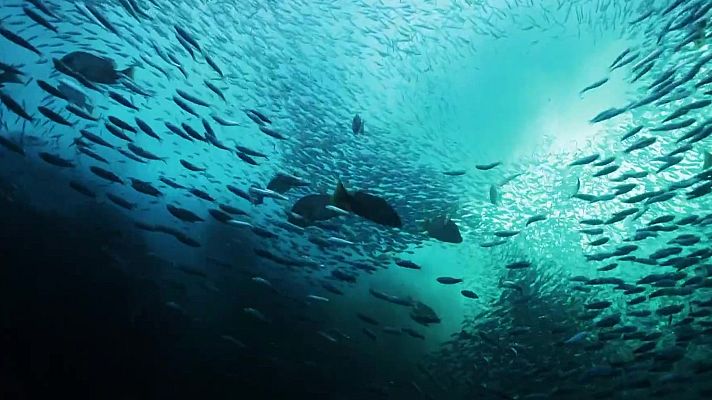 Som Documentals - Mars Suprems: La migració de les sardines