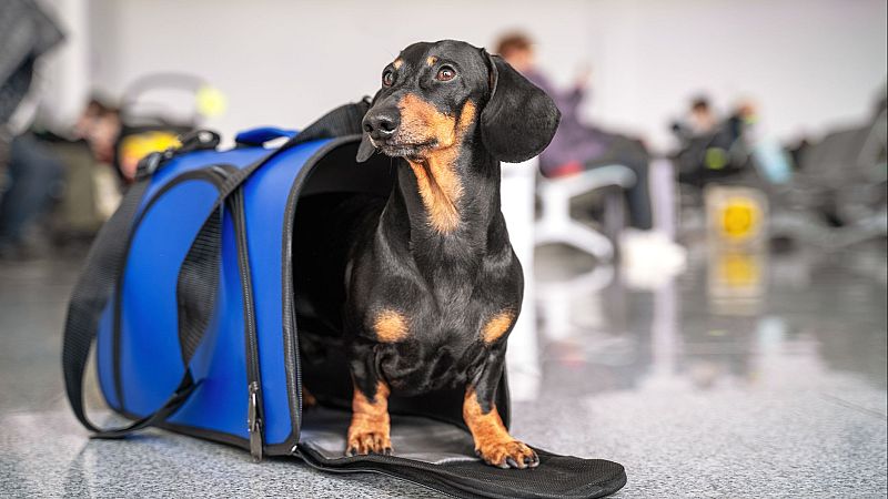 Cómo viajar con animales - Noticias de Castilla-La Mancha | Ver