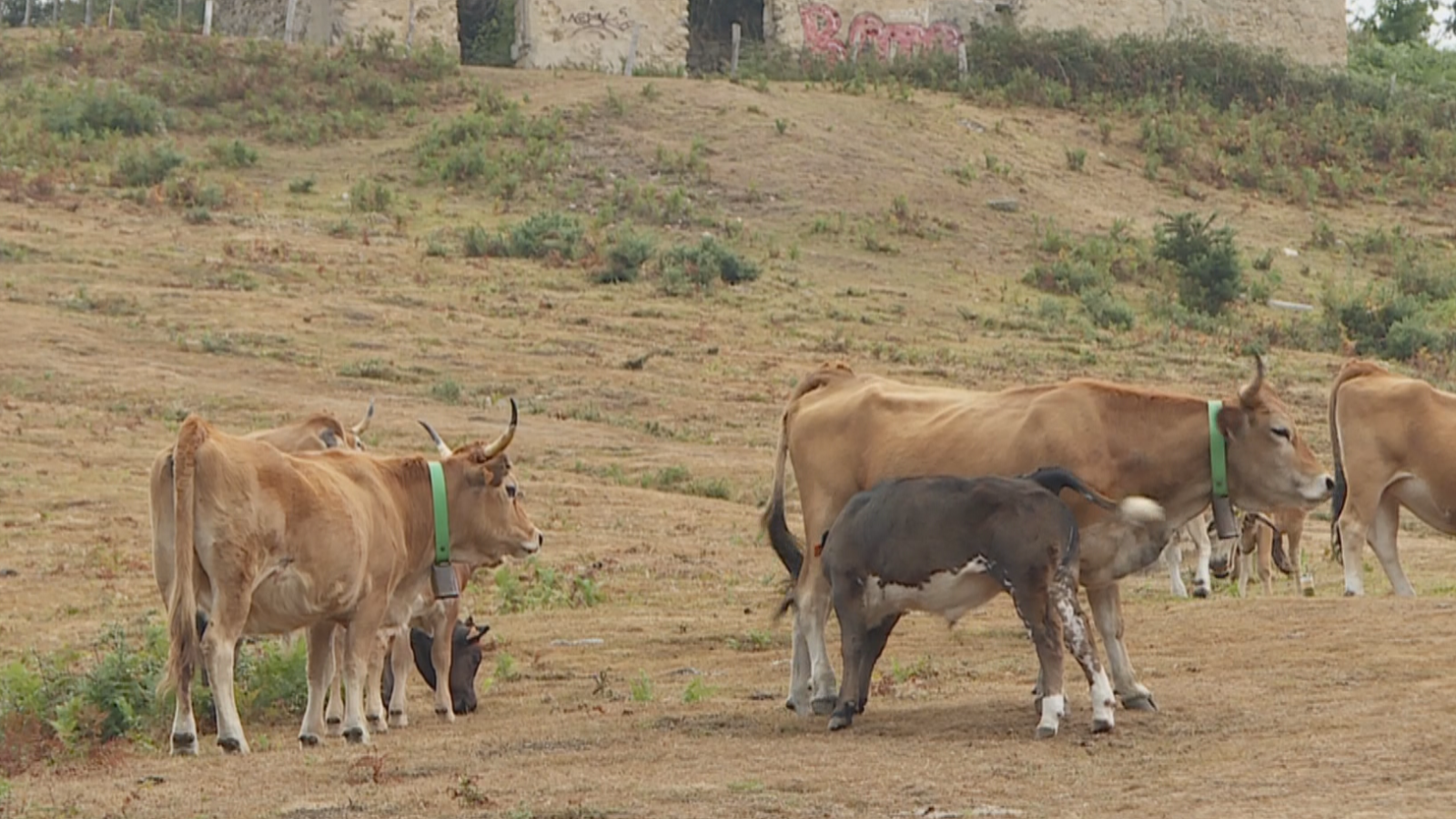 La sequía de este verano golpea a los agricultores y ganaderos de Gipuzkoa | RTVE Play - Ver ahora