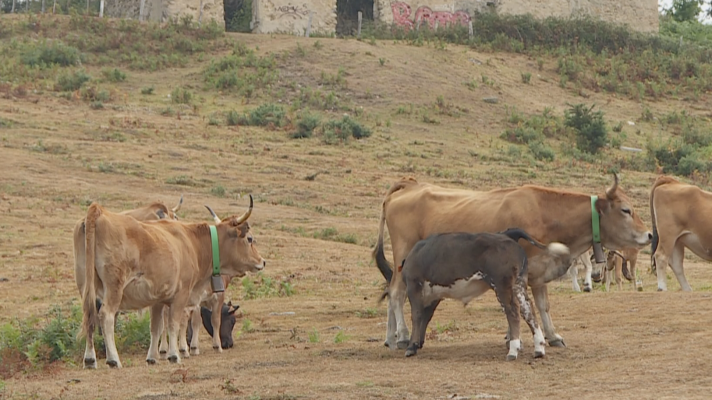 Telenorte - País Vasco - La sequía de este verano golpea a los agricultores y ganaderos de Gipuzkoa