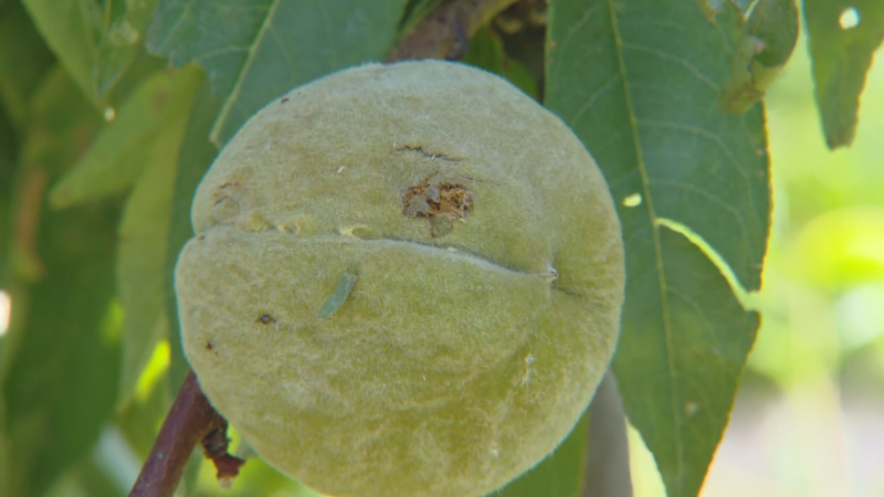 Melocotón verde inmaduro con larva y hendidura, colgado de rama con hojas desenfocadas.