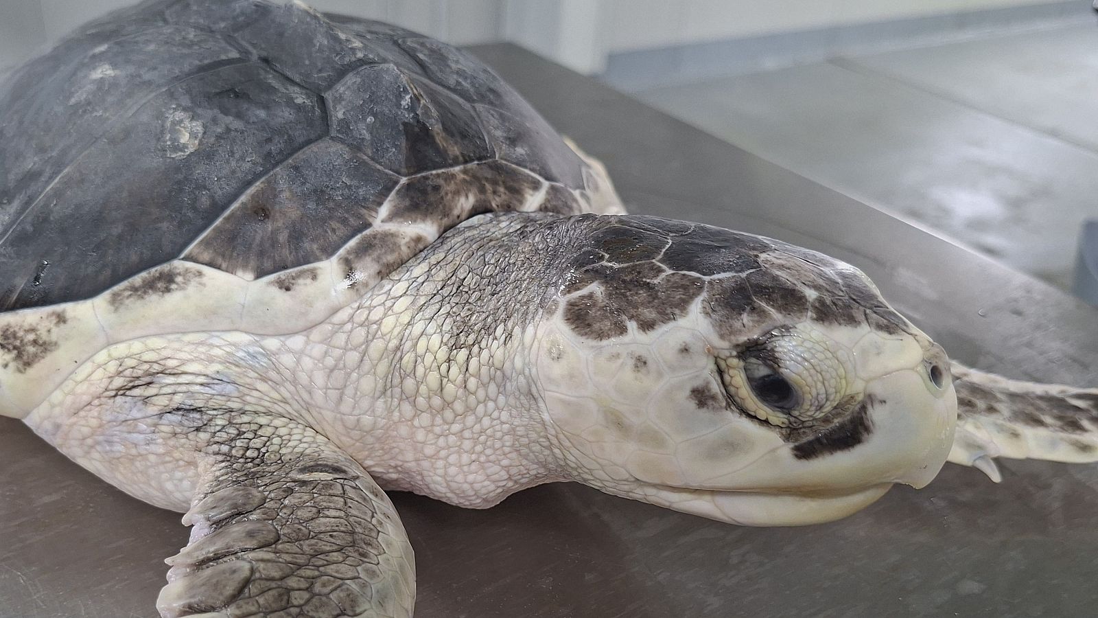 Una tortuga lora vuelve al mar tras seis meses de recuperación en Gijón - Panorama Regional | Ver