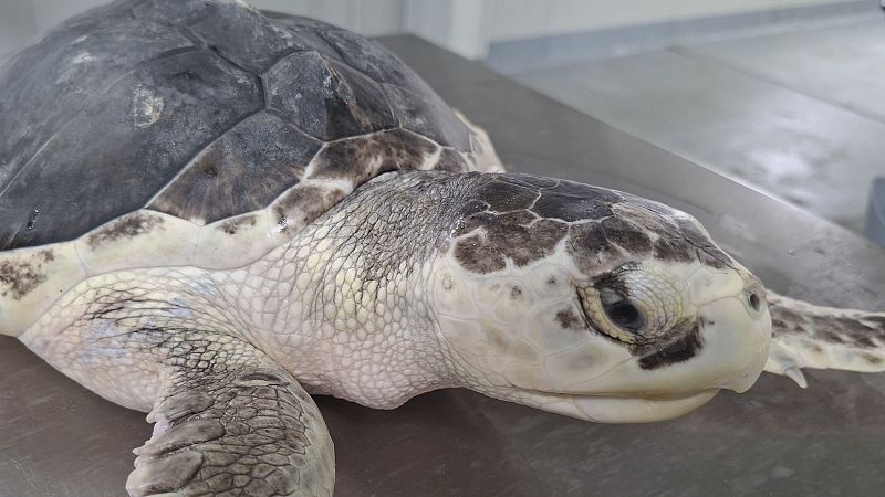 Una tortuga lora vuelve al mar tras seis meses de recuperación en Gijón - Panorama Regional | Ver