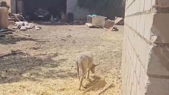 Mañaneros 360 - Descubren la granja de los horrores