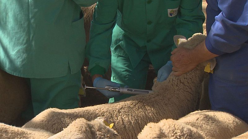 Activadas las ayudas para la vacunación voluntaria de ganado ovino frente a la lengua azul - Ver ahora