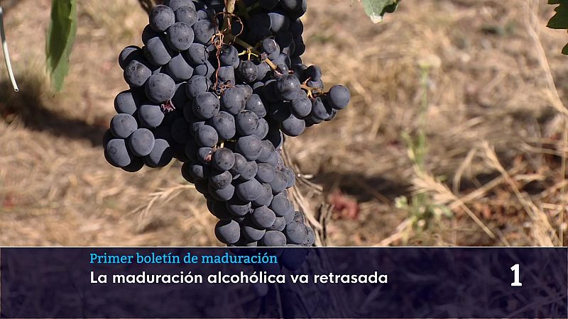 Informativo Telerioja 2 - 06/08/26 | Ver