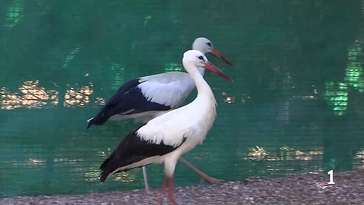 Noticias de Castilla y León - Trabajos de rescate y rehabilitación de animales en verano