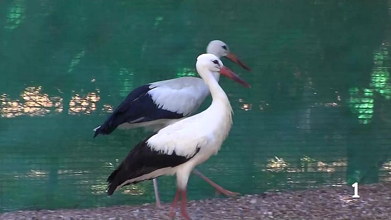 Golpes o caídas desde el nido superan a los incendios como causa de los ingresos de animales en los centros de rehabilitación durante el verano.