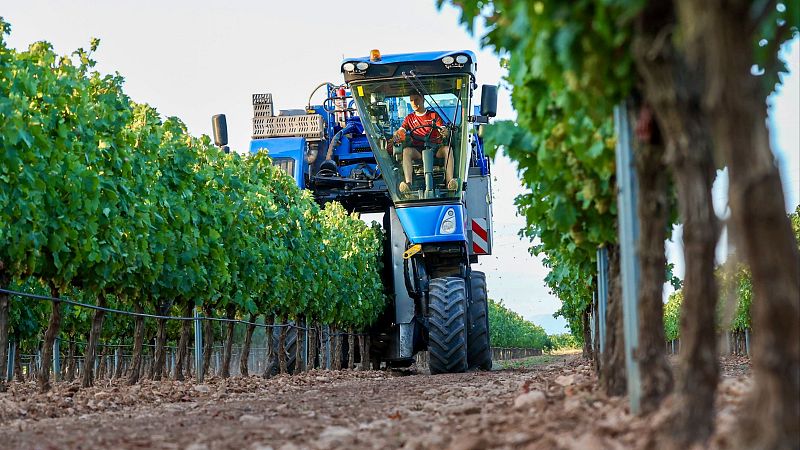 La vendimia del Bierzo se adelanta como la primera de España - Noticias de Castilla y León | Ver