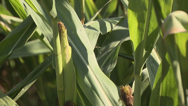 A colleita de millo deste ano pode sera a peor da última década