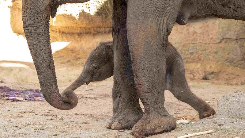 Nace en el zoo de Madrid un elefante de Sumatra - Canal 24h | Ver vídeo