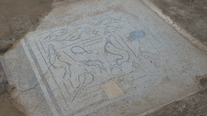 Noticias de Extremadura - Un mosaico con peces se añade al patrimonio de Mérida