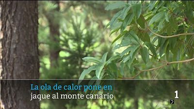 Telecanarias - 08/08/2026