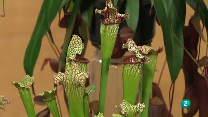 La aventura del Saber - La aventura del saber - 13/03/13