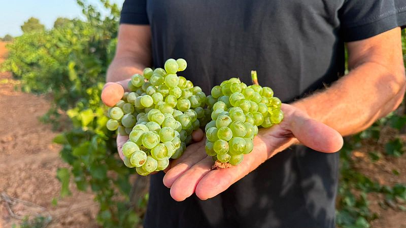 La vendimia se adelanta más de una semana por culpa del calor - L'informatiu - Comunitat Valenciana | Ver