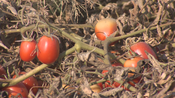 El ácaro del tomate compromete la producción de la campaña del tomate en Extremadura, con pérdidas de hasta el 30 %
