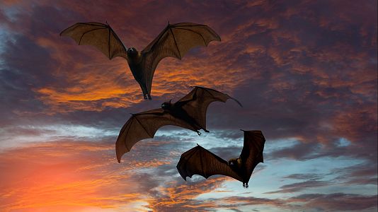 �C�mo afectar� el eclipse a los animales?