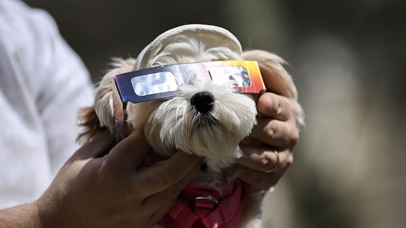 Un perro con gafas de eclipse