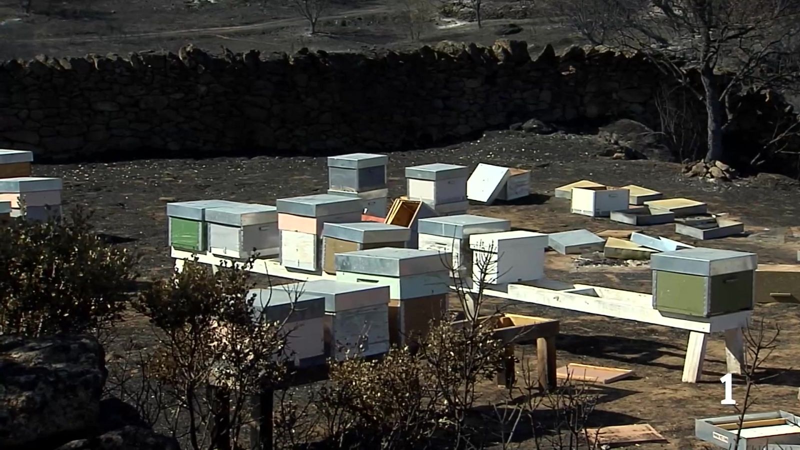 El sector apícola cifra en el 30% las colmenas destruidas en el incendio de Fermoselle.