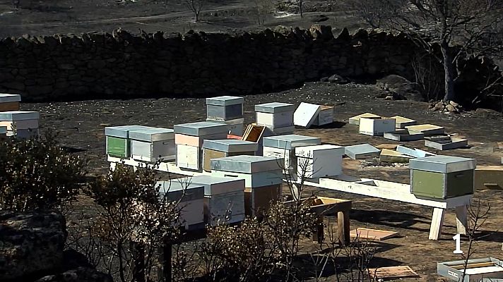 Noticias de Castilla y León - El fuego arrasa con el 30% de las colmenas en Fermoselle