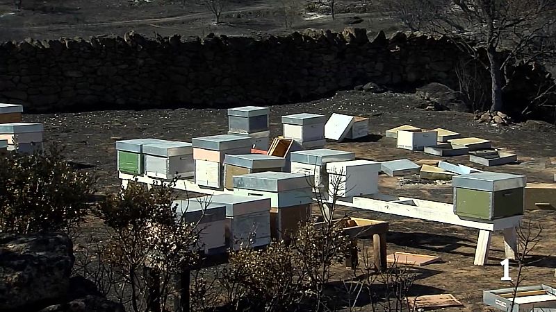 El sector apícola cifra en el 30% las colmenas destruidas en el incendio de Fermoselle.